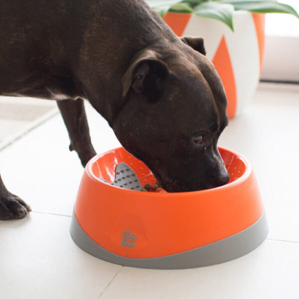staffy with oh bowl